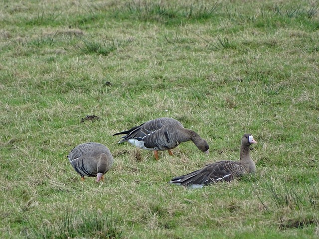 埃梅里的“复仇”：用最痛快的方式，让阿森纳记起他的名字