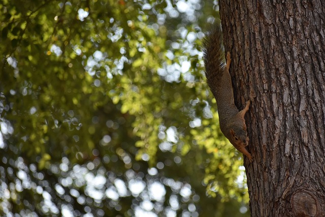 米兰客战拉齐奥：莱奥领衔，亚沙里、里奇、拉比奥出战